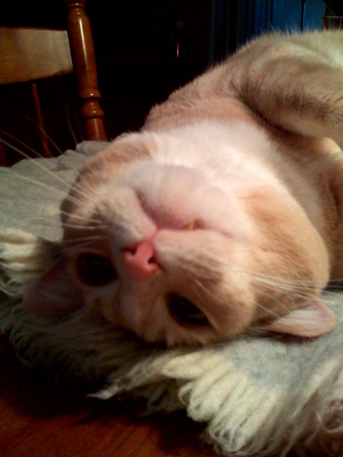 Crazed Cat